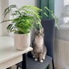 Логотип телеграм канала @lerakotikplants — Лера Котик