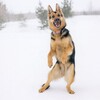 Логотип телеграм канала @leroy_group — Leroy.group🐾 помощь бездомным животным!