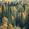 Логотип телеграм канала @lesock17 — Лесок