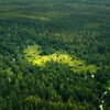Лагатып тэлеграм-канала lesovodi — Лесоводы Гомельщины 🌳🌲🌳