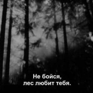 Логотип телеграм канала @lesvnutri — лес_внутри