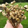 Logo of telegram channel libertycapsuk4 — LIBERTY CAPS UK BUDDY BOTANICAL