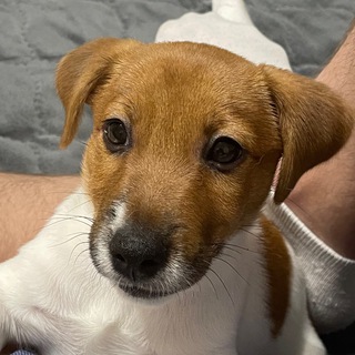 Логотип телеграм канала @life_winson — Жизнь Уинстона🦮