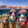 Логотип телеграм канала @life_in_sharm — ЛАЙФ ин ШАРМ☀️ Египет Шарм-эль-Шейх