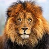 Logo of telegram channel lifeanplanet — Animal Planet