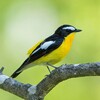 Логотип телеграм канала @lifer_tours — Lifer tours Birdwatching