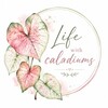 Логотип телеграм канала @lifewithcaladiums — Life with caladiums🌱