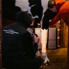 Логотип телеграм канала @lightvet — Будни конского ветеринара
