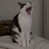 Логотип телеграм канала @likeyeslikeno — Забавно, очень