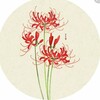Логотип телеграм канала @likoriskamchatkaru — likoris-kamchatka 🌸 (Новое поколение)