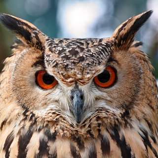 Логотип телеграм канала @likvidatorecmtv — Ликвидатор Есмъ ТВ