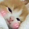 Логотип телеграм канала @lilanei — пойду посплю
