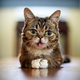 Telegram channel LIL BUB Portal 🐈 logo