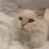 Логотип телеграм канала @lilisxa — Lilisxa ° фонкамы ° пинерест °
