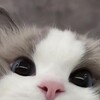 Логотип телеграм канала @lilmotyalox — лилмотя