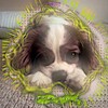 Logo of telegram channel limedogs00 — 🍋‍🟩lime_dogs🍋‍🟩