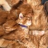 Логотип телеграм канала @linasfamily — Lina’s family Питомник кошек породы мейн-кун "Main Favorite"