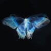 Logo of telegram channel lindalllllllll — ″𝒍𝒊𝒏𝒅𝒂🦋