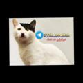 Logo saluran telegram linkdoni_sardar_666 — خبرگزاری تک نقطه
