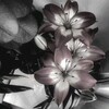 Логотип телеграм канала @lintobook — линочка читает | lintobook🥀