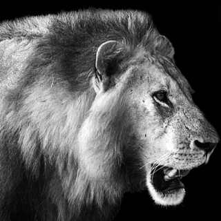 لوگوی کانال تلگرام lionizeh — 🦁 LioNiZeH 🦁