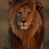 Логотип телеграм канала @lions_moscoww — Московские львы