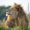 Логотип телеграм канала @lions_parkk — Парк Львов