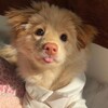Логотип телеграм канала @lipovicadikzabroshen — Липовый садик ✨ рест