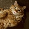 Логотип телеграм канала @lis_liseech — Котские мысли