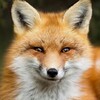 Логотип телеграм канала @lisasmolniy — • ЛИСА В СМОЛЬНОМ •