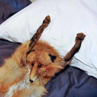 Логотип телеграм канала @lisatiktok — Лиса Тиктоковна