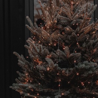 Логотип телеграм канала @lissley — Lissley