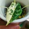 Логотип телеграм канала @listvaket — Листва Кэт🌿