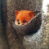 Логотип телеграм канала @lisyidom — Лисий дом🦊