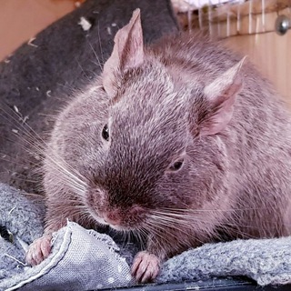 Логотип телеграм канала @littlesharmdegu — Питомник Дегу Little Sharm Degu🐿