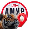 Логотип телеграм канала @live_amur — Амур LIVE