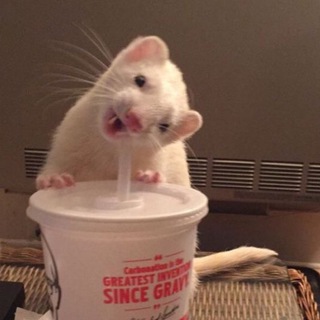 Логотип телеграм канала @liwryb — speed song | парные авы