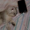 Логотип телеграм канала @lixniui — 🌸Оформление Ежедневника и Лд🌸