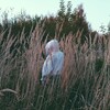 Логотип телеграм канала @lizamarixyana — скам корпорация марихуаны