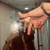 Логотип телеграм канала @lizlanmusic — nikiforova