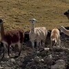 Логотип телеграм канала @llama_rusa — Коста, Сьерра и Сельва