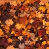 Telegram channel 🍁𝑂𝑠𝑖𝑛𝑛𝑖 𝐾𝑜𝑛𝑘𝑦𝑟𝑠𝑦🍁, Повернення усіх! logo