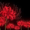 Логотип телеграм канала @logovometter1337 — lorexi|solo