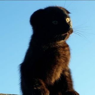 Telegram арнасының логотипі logvo_cats — 🐈Логово кошек - Домашних и диких