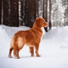 Logo of telegram channel lollikllk — Community of tollers