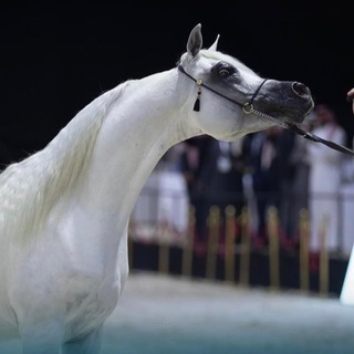 Telgraf kanalının logosu lom7f — LaM | لآم 🐎