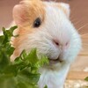 Логотип телеграм канала @lookatmypig — посмотрите какая у меня свинья