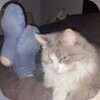 Логотип телеграм канала @lookatthispopusk — chipi chipi chapa chapa dubi dubi daba daba