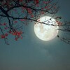 Логотип телеграм канала @looncalendar — Лунный Календарь - ежедневые советы