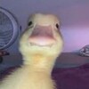 Telegram channel Al Maximo 🦆 21  logo